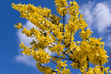 Image showing forsythia