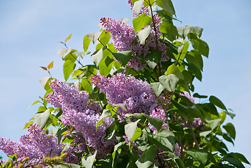 Image showing lilac