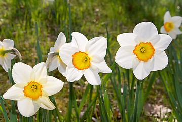 Image showing narcissus