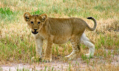 Image showing Baby lion