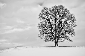 Image showing winter tree