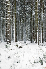 Image showing snowy forest