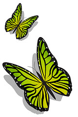 Image showing colorful butterflies