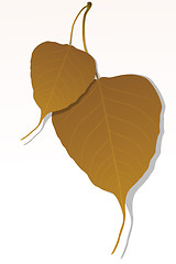 Image showing maple leaf