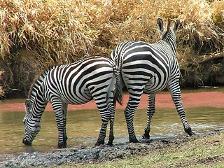 Image showing Striped bums