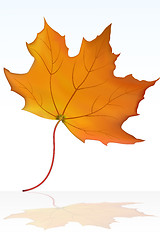 Image showing maple leaf