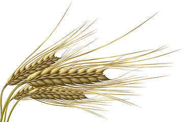 Image showing wheat grain