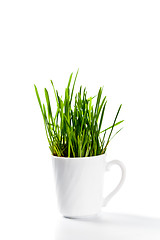 Image showing fresh green grass in coffee cup