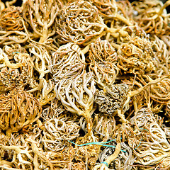 Image showing Ginseng root