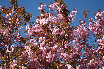 Image showing Japanese cherry tree flowers