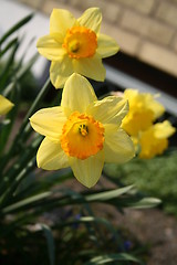 Image showing Daffodils