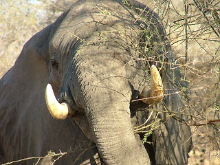 Image showing Elephant