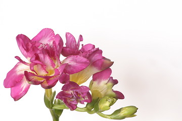 Image showing pink freesia