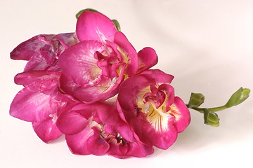 Image showing pink freesia
