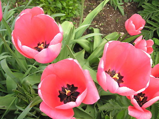 Image showing first lady tulip