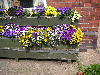 Image showing pansies and viola in window boxes