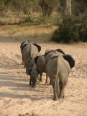 Image showing Elephants crossing dry river