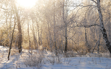 Image showing winter forest