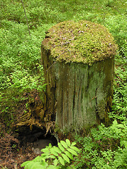 Image showing Mossy stump