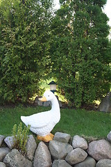 Image showing Duck