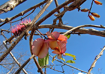 Image showing Burning bush