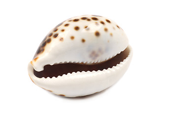 Image showing Laughing Seashell