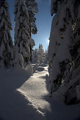 Image showing winter forest