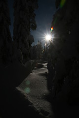 Image showing Sun in winter forest