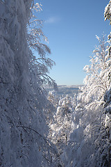 Image showing Winter forest