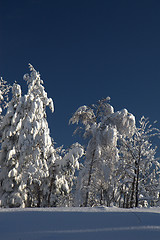 Image showing winter forest