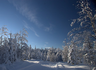 Image showing Winter wonderland