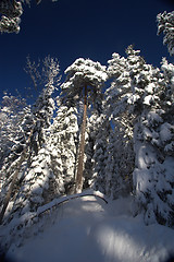 Image showing Winter forest