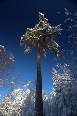 Image showing Winter forest