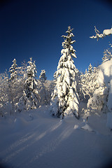 Image showing Winter wonderland