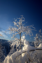 Image showing Winter wonderland