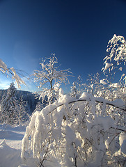 Image showing Winter wonderland