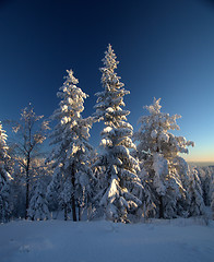 Image showing Winter wonderland