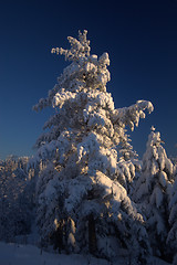 Image showing Winter tree in sunset