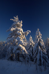 Image showing Winter forest sunset