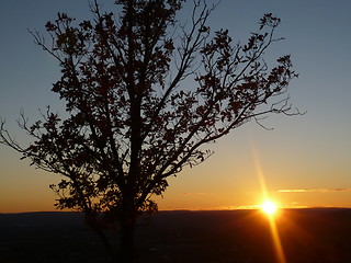 Image showing Tree in sunset