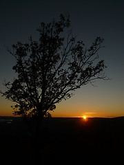 Image showing Tree in sunset