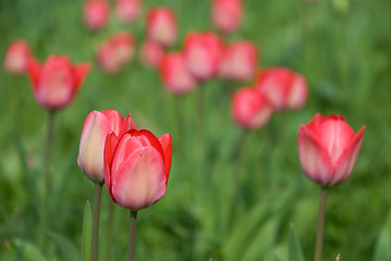 Image showing tulips