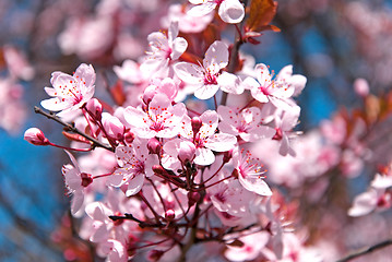 Image showing cherry blossom