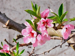 Image showing Peach flowers 2