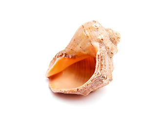 Image showing Sea shell