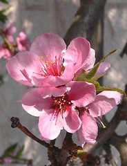 Image showing Peach flowers 1