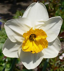 Image showing Narcissus