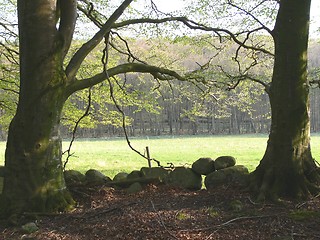 Image showing Beech trees in leaf
