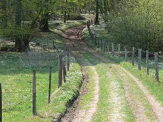 Image showing Forest road