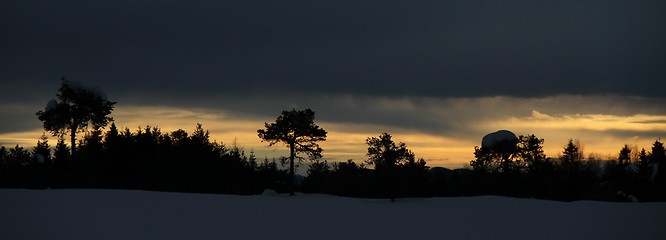 Image showing Forest at sunset